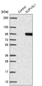 SUPV3L1 Antibody in Western Blot (WB)