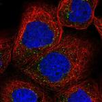 SEC23IP Antibody in Immunocytochemistry (ICC/IF)