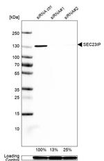 SEC23IP Antibody in Western Blot (WB)