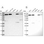 SEC23IP Antibody in Western Blot (WB)