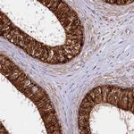 CNPY2 Antibody in Immunohistochemistry (IHC)