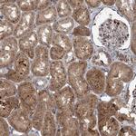 ELP4 Antibody in Immunohistochemistry (IHC)