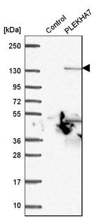 PLEKHA7 Antibody in Western Blot (WB)