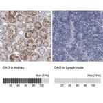 DAO Antibody in Immunohistochemistry (IHC)