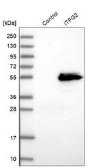 ITFG2 Antibody in Western Blot (WB)