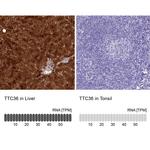 TTC36 Antibody