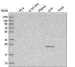 TTC36 Antibody in Western Blot (WB)