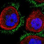 CD99L2 Antibody in Immunocytochemistry (ICC/IF)