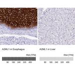 A2ML1 Antibody