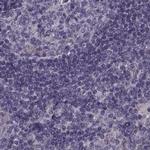 ODF3 Antibody in Immunohistochemistry (IHC)