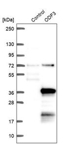 ODF3 Antibody in Western Blot (WB)