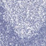 SLC37A4 Antibody in Immunohistochemistry (IHC)