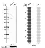 MAP6 Antibody