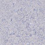 ATP4A Antibody in Immunohistochemistry (IHC)