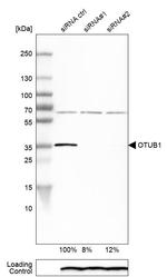 OTUB1 Antibody