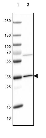 OTUB1 Antibody in Western Blot (WB)