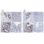 NRIP2 Antibody in Immunohistochemistry (IHC)