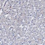 NRIP2 Antibody in Immunohistochemistry (IHC)