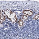 NRIP2 Antibody in Immunohistochemistry (IHC)