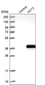 ACY3 Antibody in Western Blot (WB)