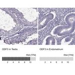 ODF3 Antibody in Immunohistochemistry (IHC)