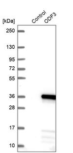 ODF3 Antibody in Western Blot (WB)