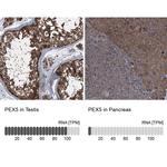 PEX5 Antibody in Immunohistochemistry (IHC)