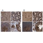 PEX5 Antibody in Immunohistochemistry (IHC)