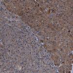 PEX5 Antibody in Immunohistochemistry (IHC)