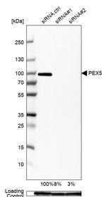 PEX5 Antibody in Western Blot (WB)