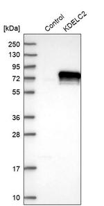 KDELC2 Antibody in Western Blot (WB)