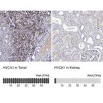 HVCN1 Antibody