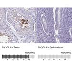 SH3GL3 Antibody