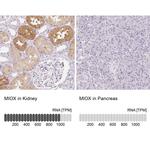 MIOX Antibody in Immunohistochemistry (IHC)