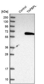 TAPBPL Antibody in Western Blot (WB)