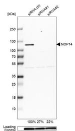 NOP14 Antibody in Western Blot (WB)