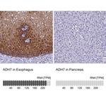 ADH7 Antibody