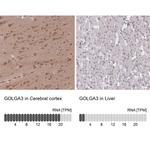 GOLGA3 Antibody in Immunohistochemistry (IHC)