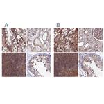 GOLGA3 Antibody in Immunohistochemistry (IHC)