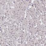 GOLGA3 Antibody in Immunohistochemistry (IHC)