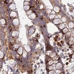 GOLGA3 Antibody in Immunohistochemistry (IHC)