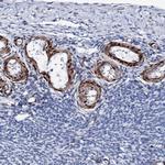 NRIP2 Antibody in Immunohistochemistry (IHC)