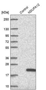 NDUFA12 Antibody in Western Blot (WB)