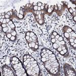 GPR176 Antibody in Immunohistochemistry (IHC)