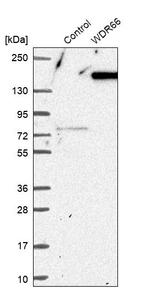 WDR66 Antibody in Western Blot (WB)