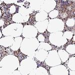 DNA Primase Antibody in Immunohistochemistry (IHC)