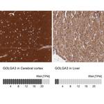 GOLGA3 Antibody in Immunohistochemistry (IHC)