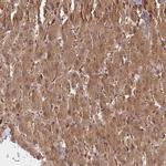 GOLGA3 Antibody in Immunohistochemistry (IHC)