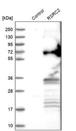 RSRC2 Antibody in Western Blot (WB)