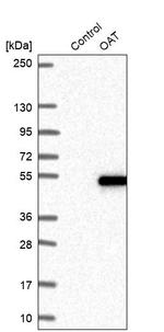 OAT Antibody in Western Blot (WB)